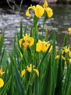 Pale yellow iris flowers by the edge of a water body.