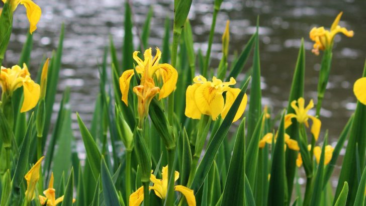 10 Worst Invasive Plants in Maryland Gardens (And 20 Great Native Alternatives)