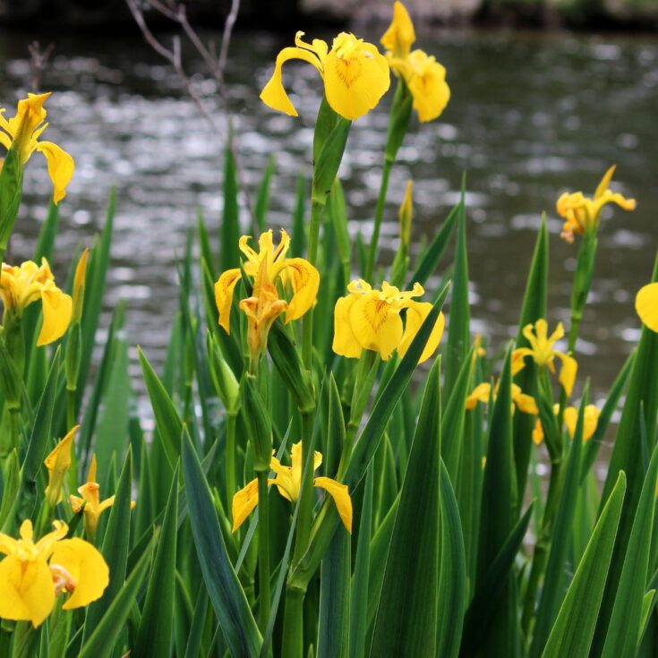 Pale yellow iris flowers by the edge of a water body.
