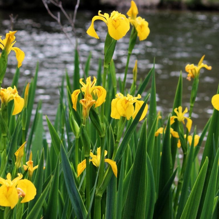 Pale yellow iris flowers by the edge of a water body.