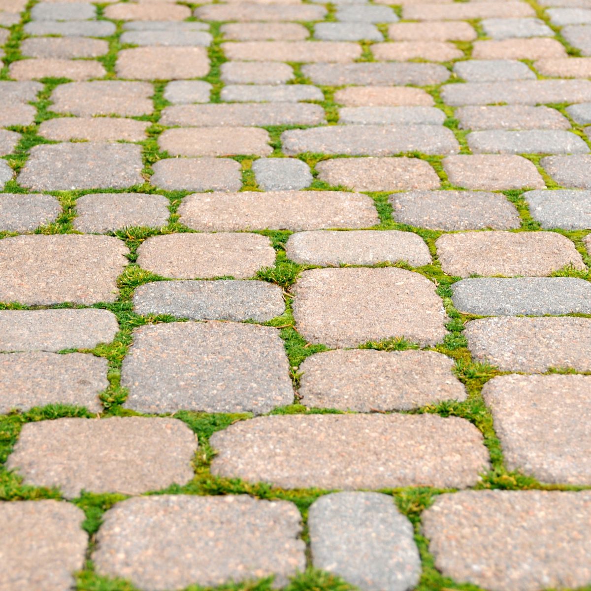 How To Grow Grass Between Pavers The Easy Way