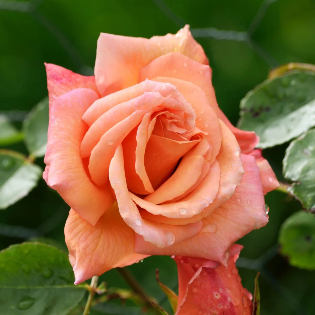 Peach colored rose. 