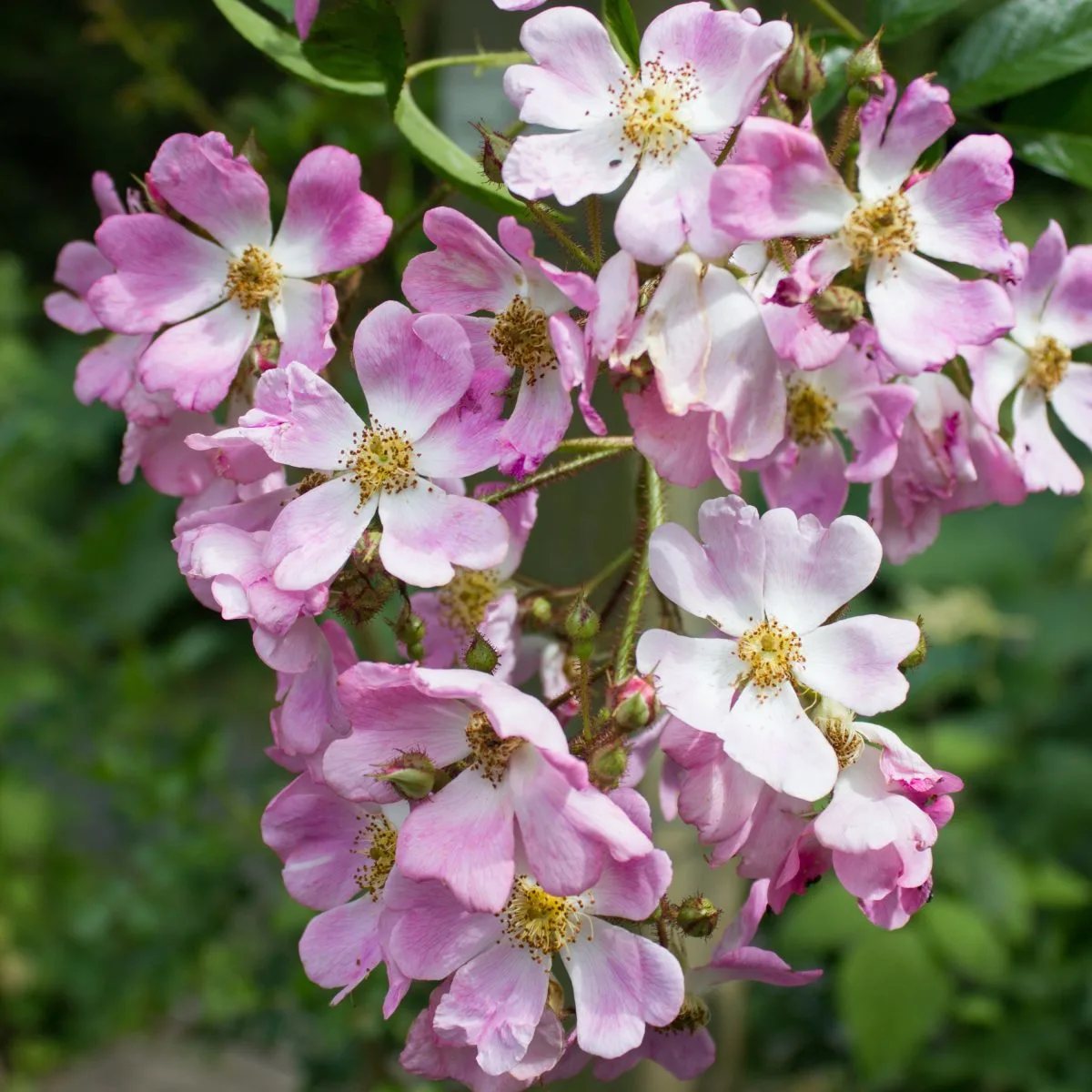 Pink multiflora roses.