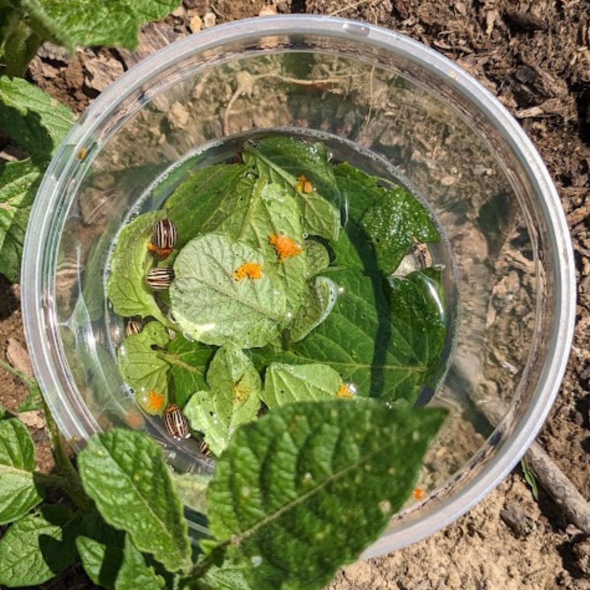 potato beetles dropped in soapy water