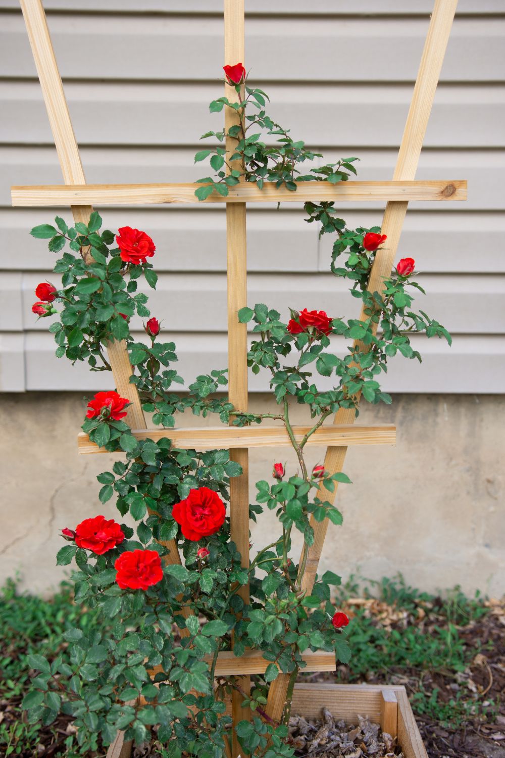 red roses climbing on a wooden trellis.