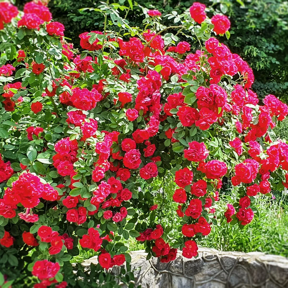 Red roses shrub in full bloom. 