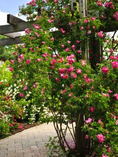 Red roses climb up on a garden arbor, creating a gorgeous entryway.