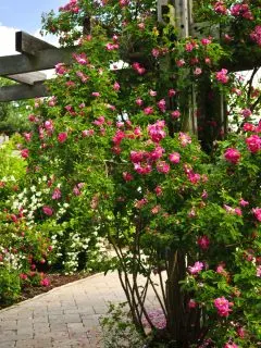 Red roses climb up on a garden arbor, creating a gorgeous entryway.