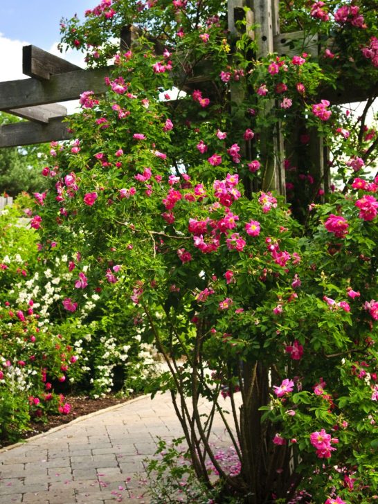 The Most Fragrant Roses To Plant In Your Garden