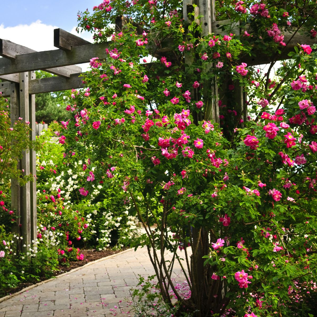 Red roses climb up on a garden arbor, creating a gorgeous entryway. 