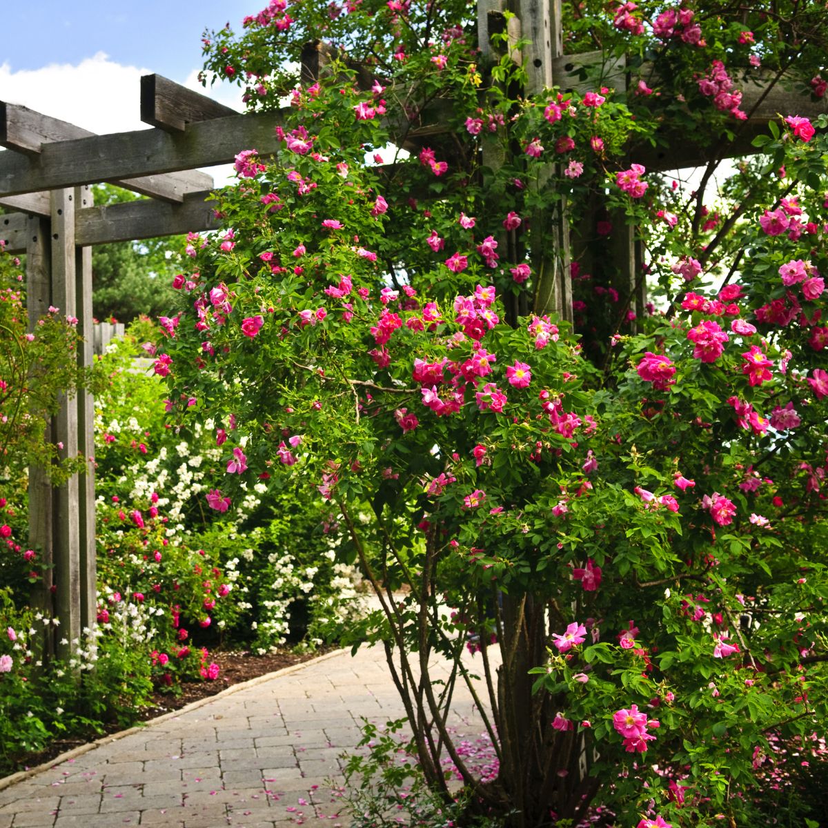 Red roses climb up on a garden arbor, creating a gorgeous entryway.