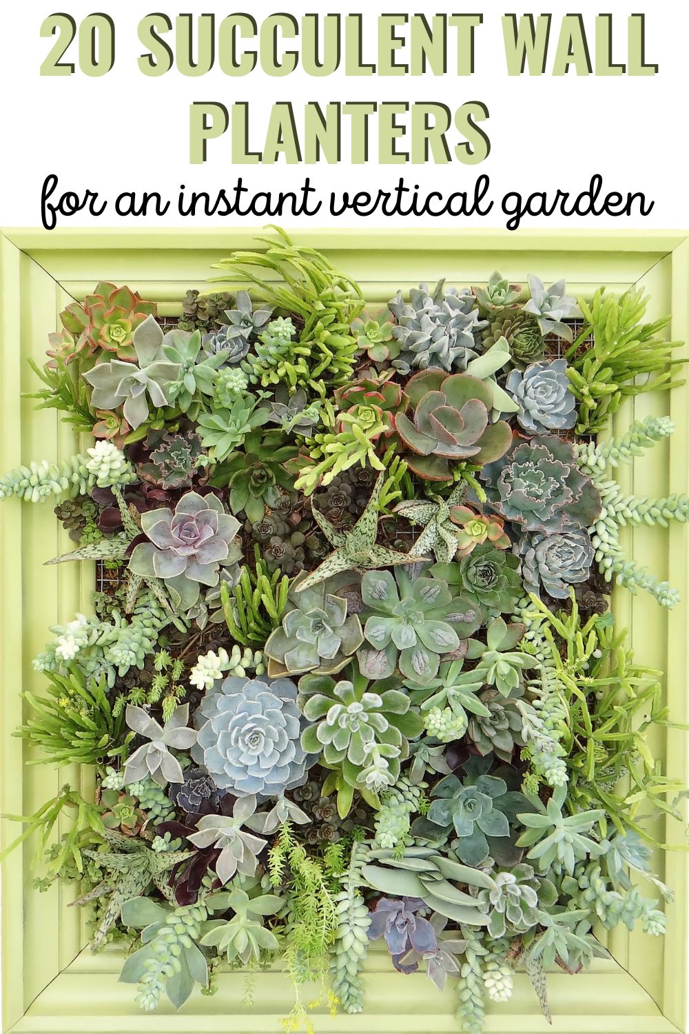 20 succulent wall planters for an instant vertical garden. 