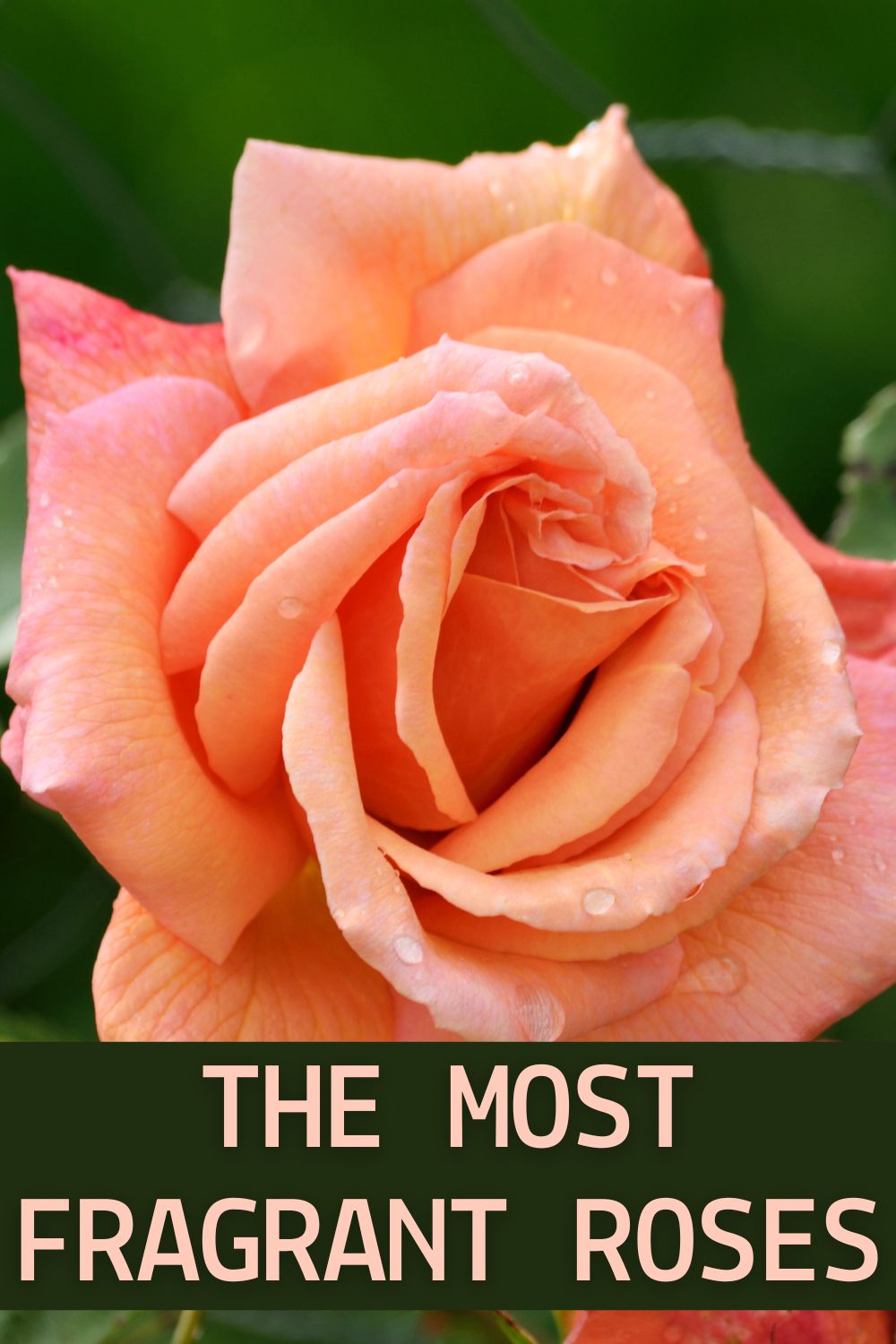 The most fragrant roses.