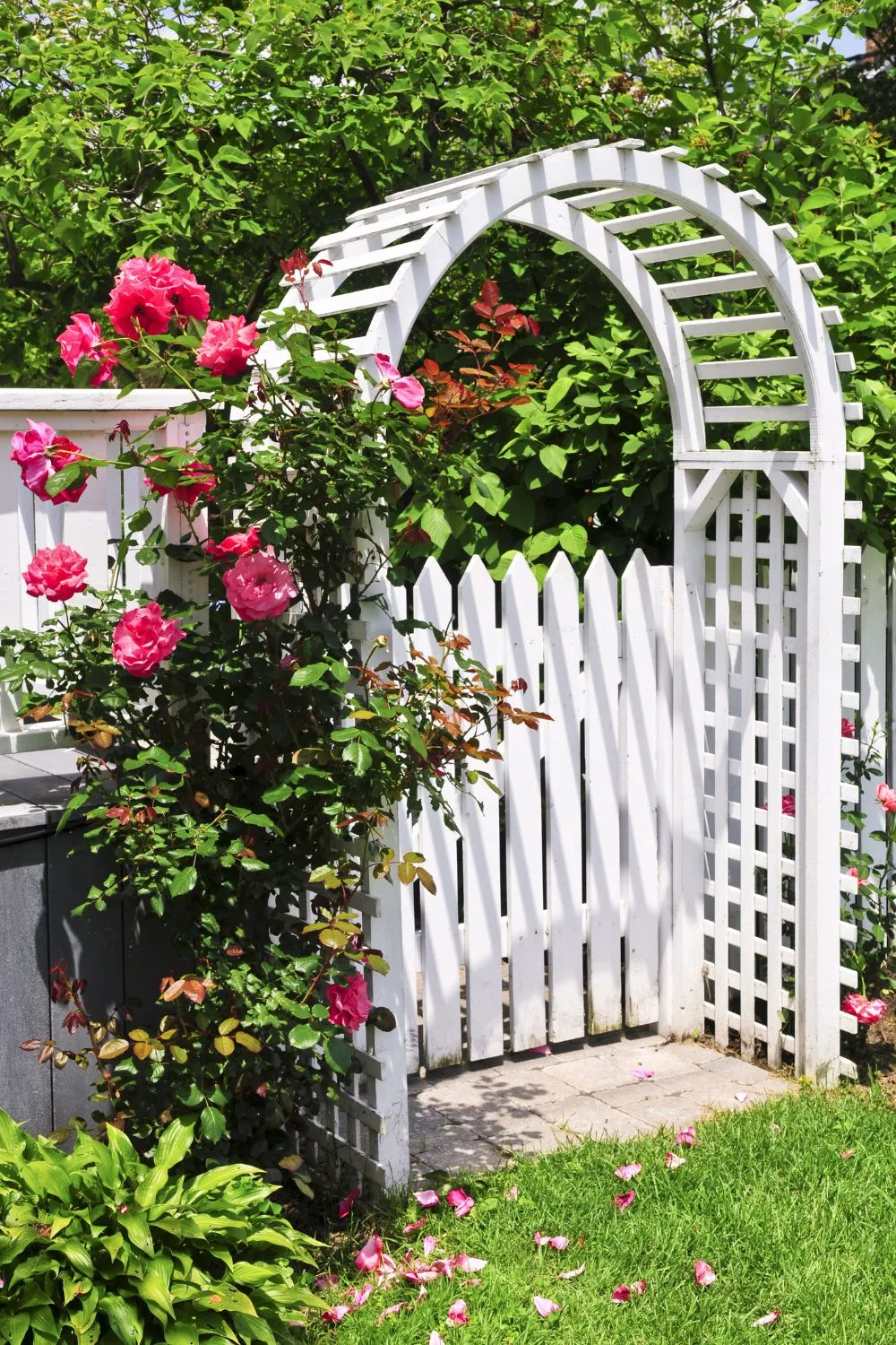 white gate arbor with roses trailing up on the sides.