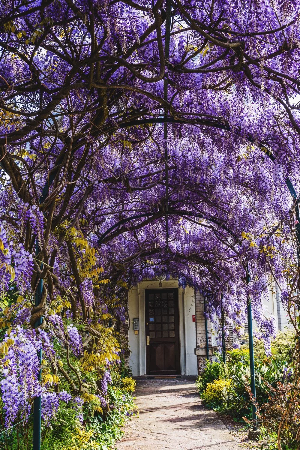 Metal arbor covered in gorgeous wisteria flowers.