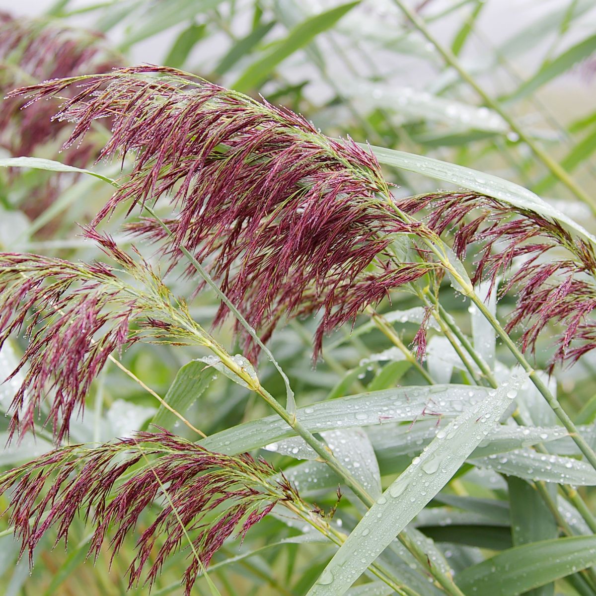 Common reed.