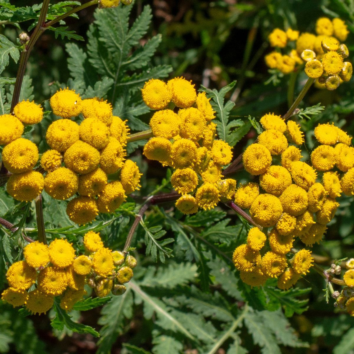 Yellow common tansy flowers.