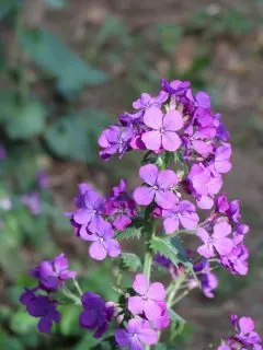 Bright pink flowers of dame's rocket.