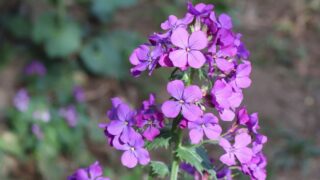 Bright pink flowers of dame's rocket.