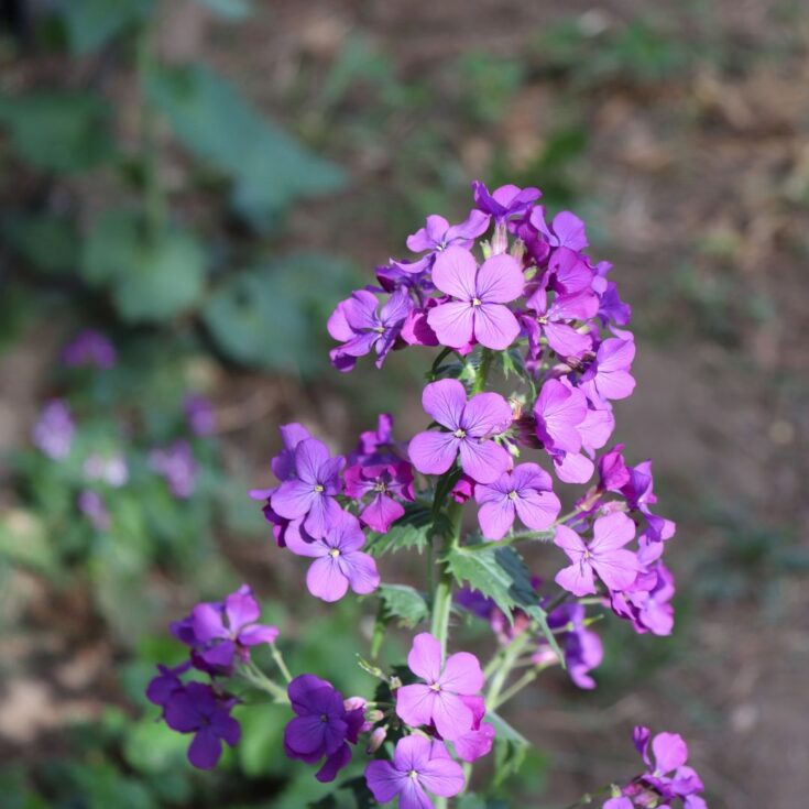 Bright pink flowers of dame's rocket.
