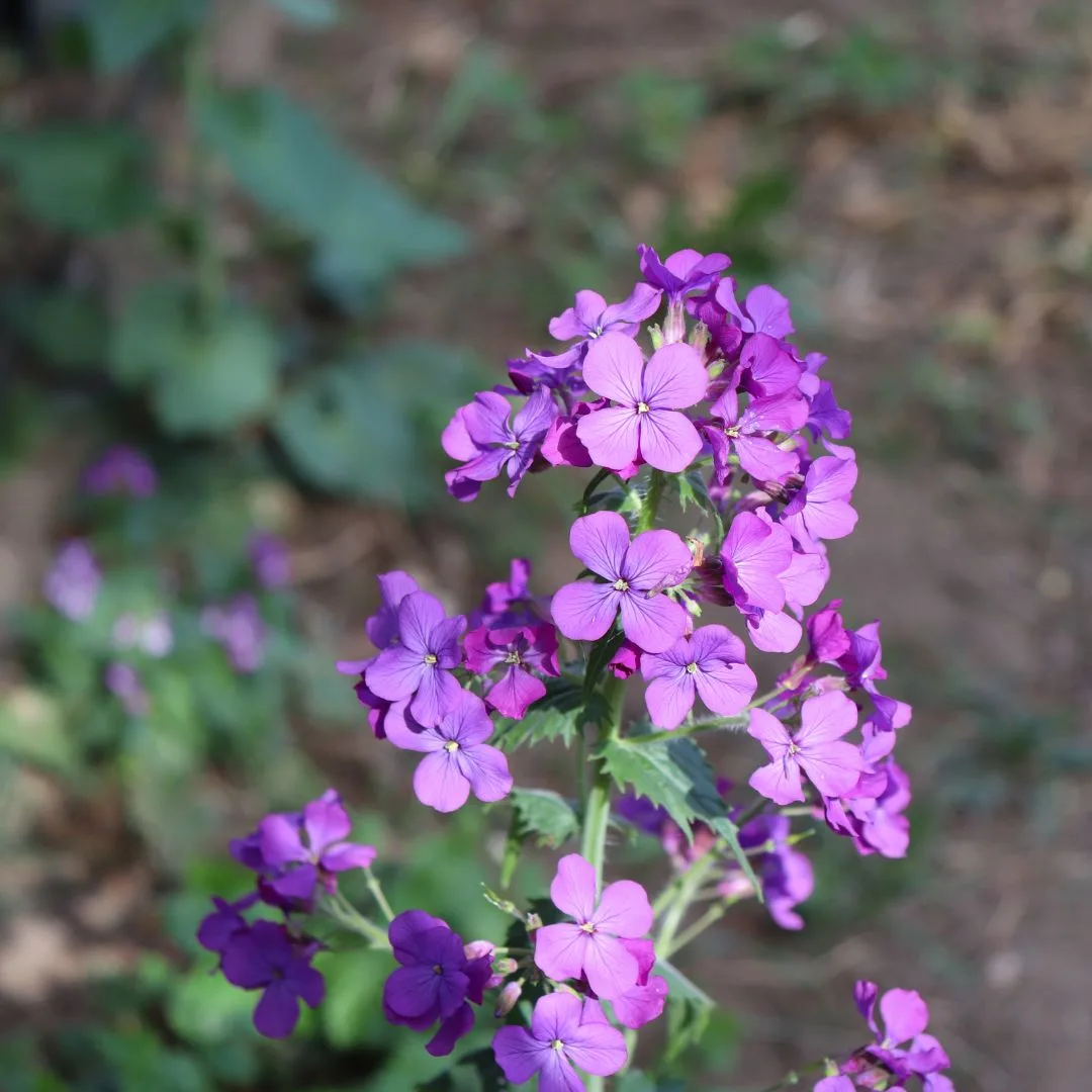 Bright pink flowers of dame's rocket.