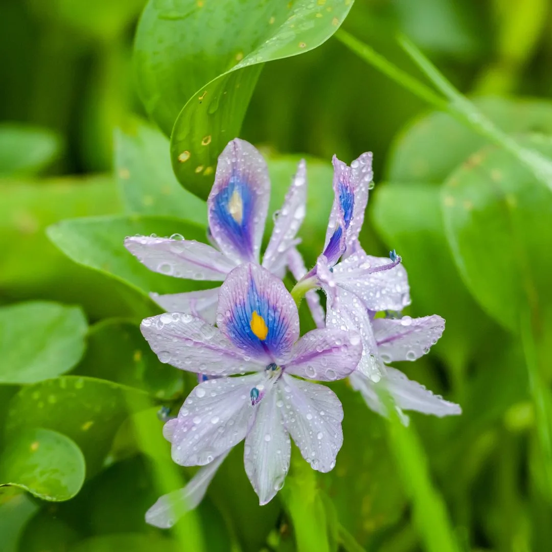 Light purple with blue highlights water hyacinth flowers.