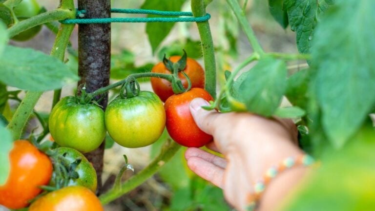 Farmer harvests red ripe tomatoes from a bush. Growing vegetables in the garden.
