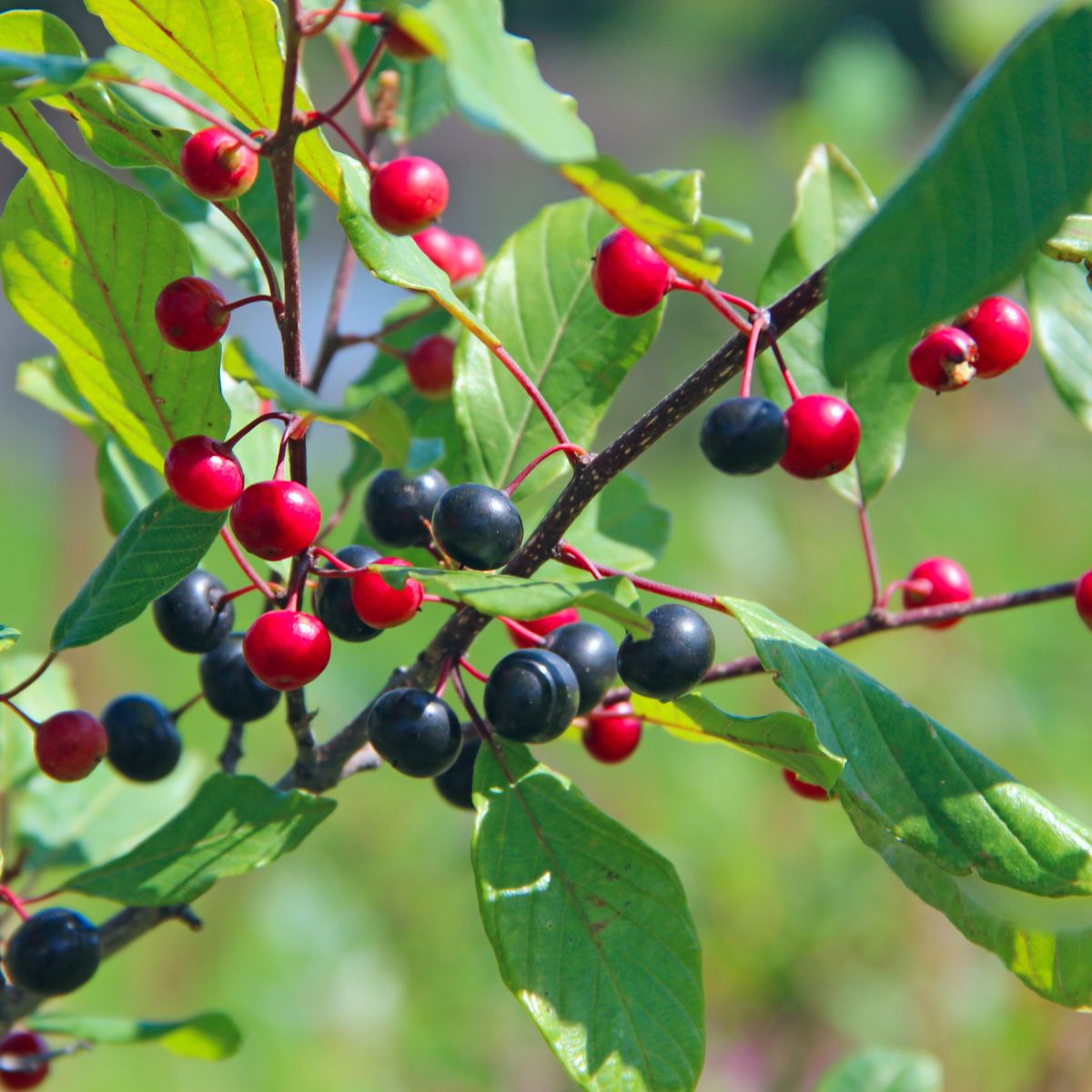 Frangula alnus branch with red and purple berreis.