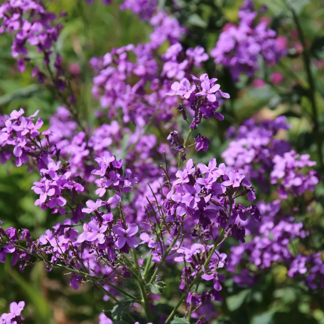 Bright lavender colored flowers of dame's rocket.