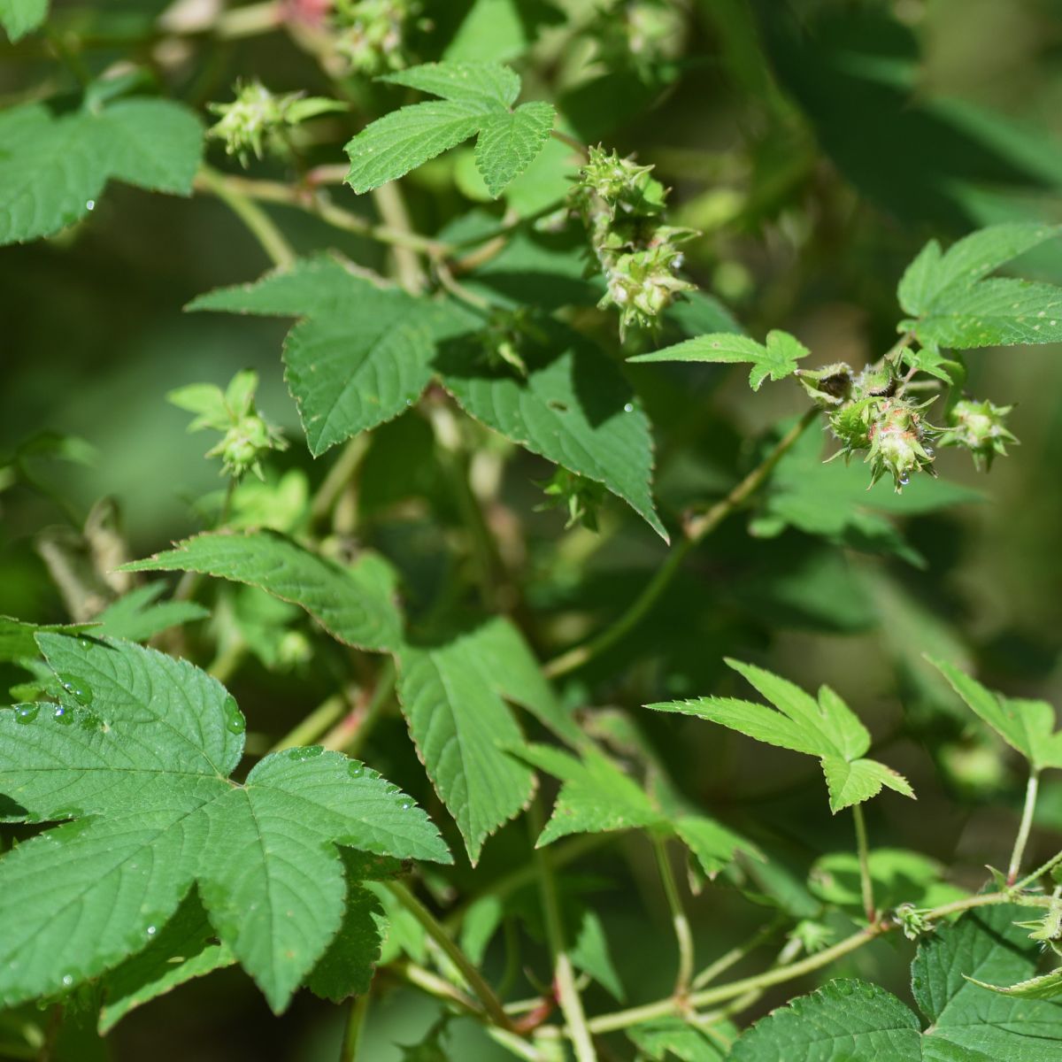 Humulus japonicus