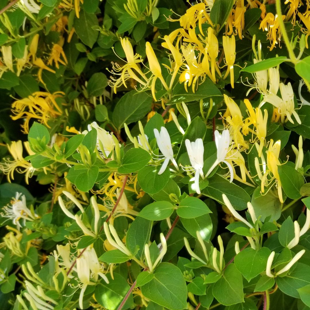 Bush honeysuckle vine with flowers.