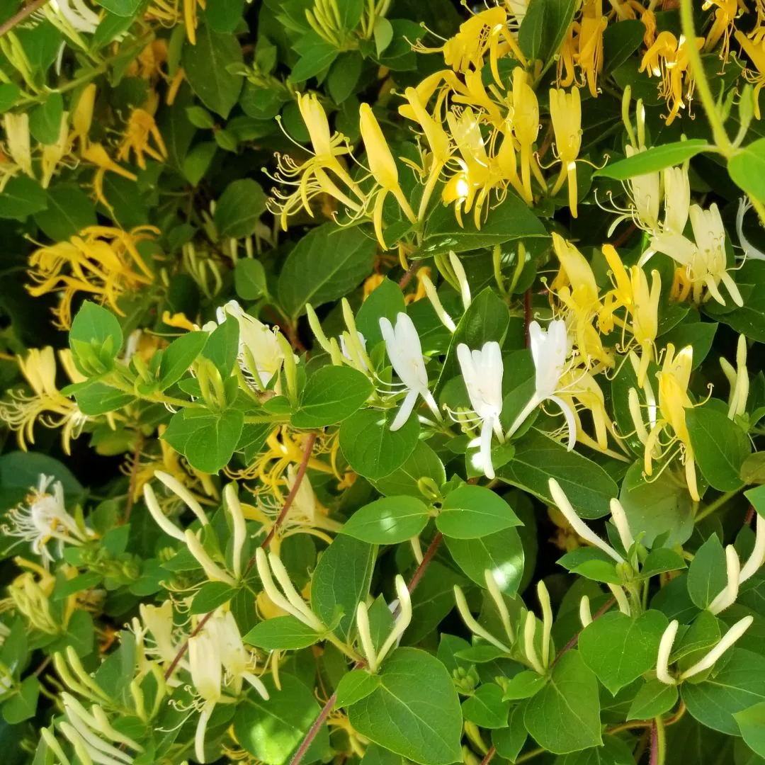 Bush honeysuckle vine with flowers.