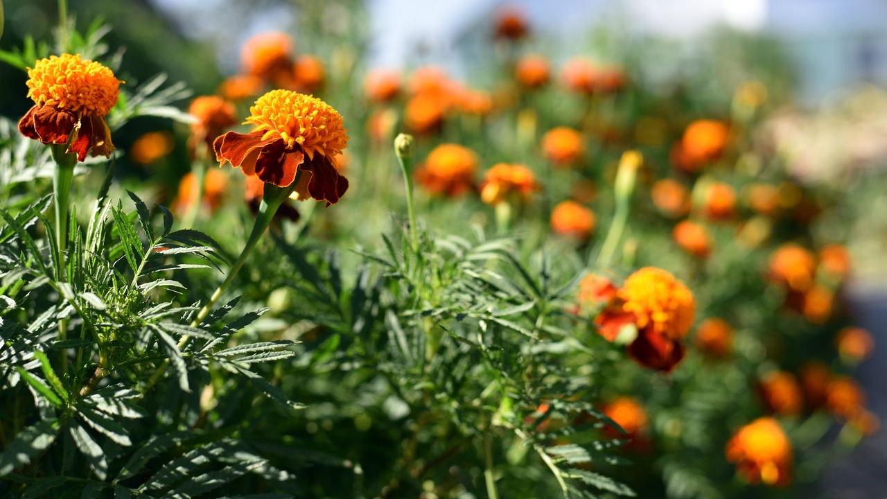 beautiful flower of marigold in the garden.