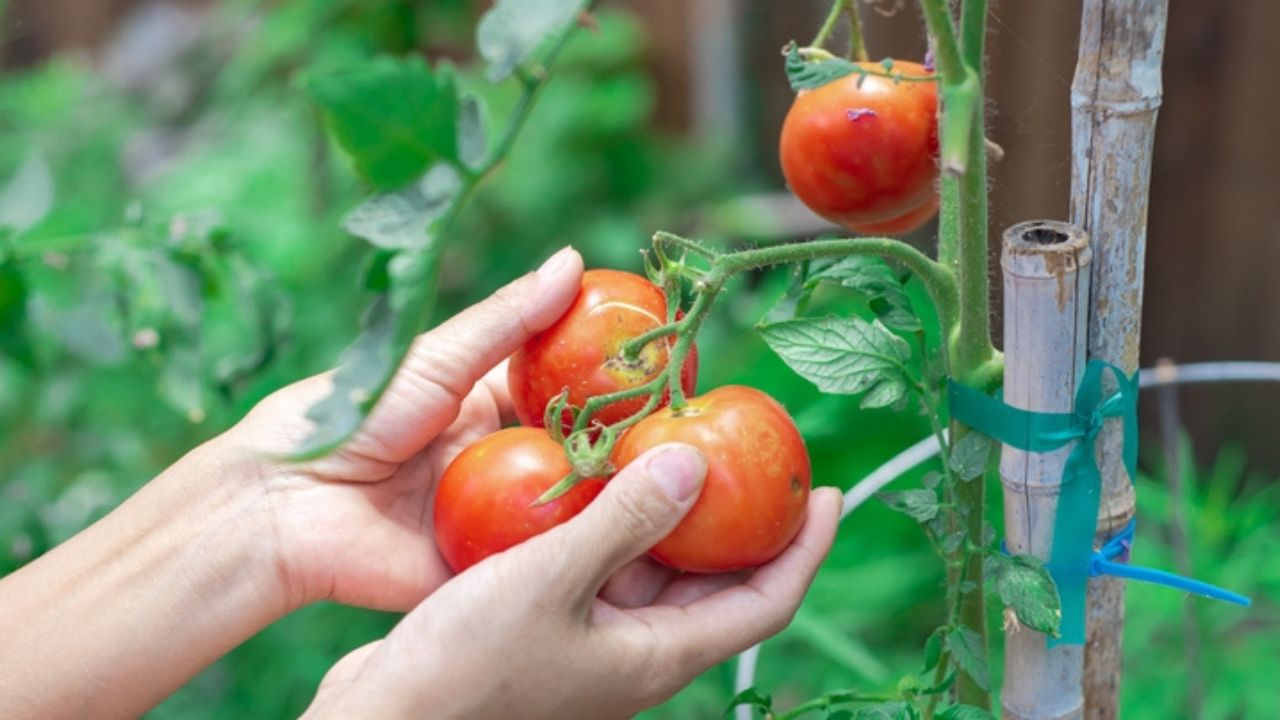 Panorama lady hands holding cluster of tomatoes ripen on vine branches with bamboo stakes, cage support at kitchen garden