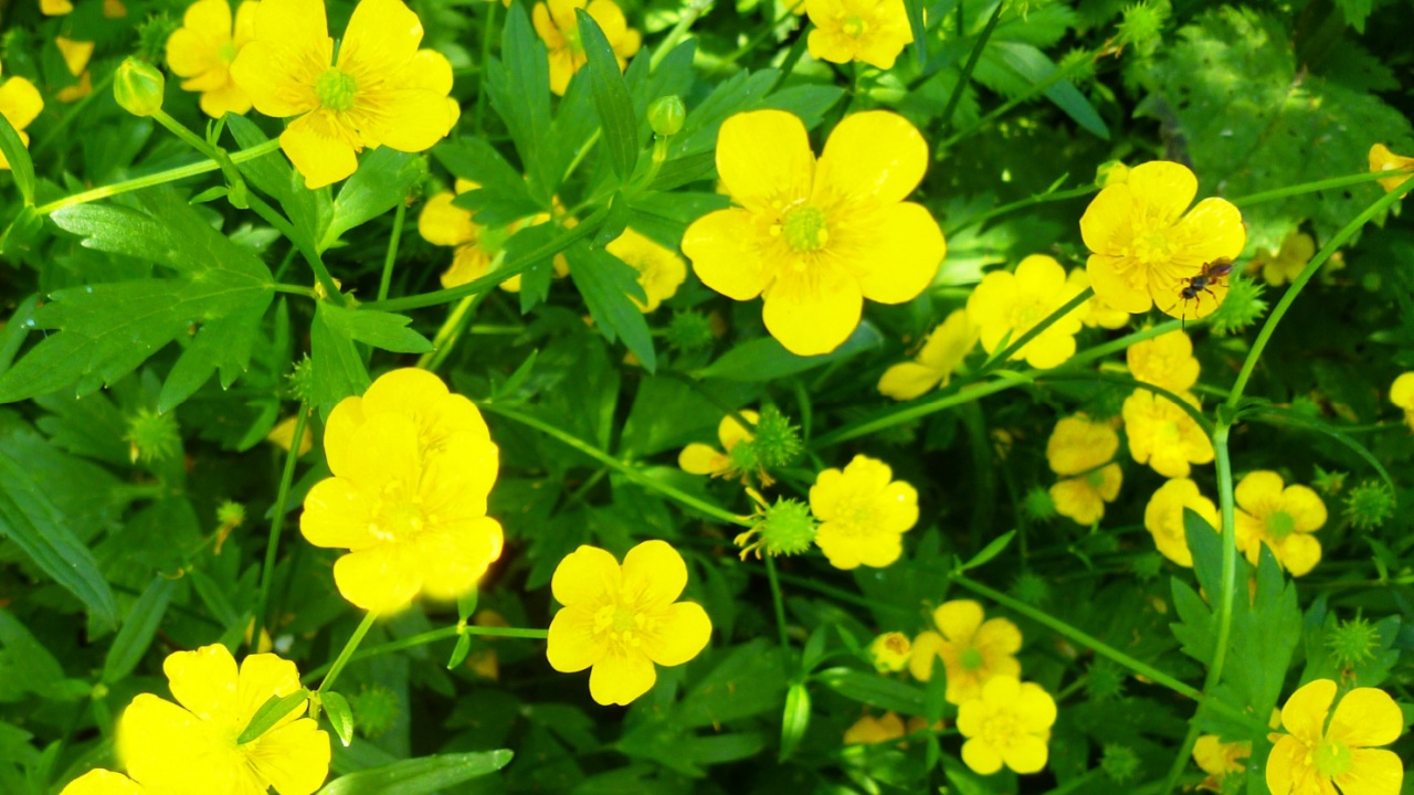 Common Buttercup yellow flowers on green grass background. Ranunculus acris (meadow buttercup, tall buttercup, giant buttercup). Closeup, selective focus
