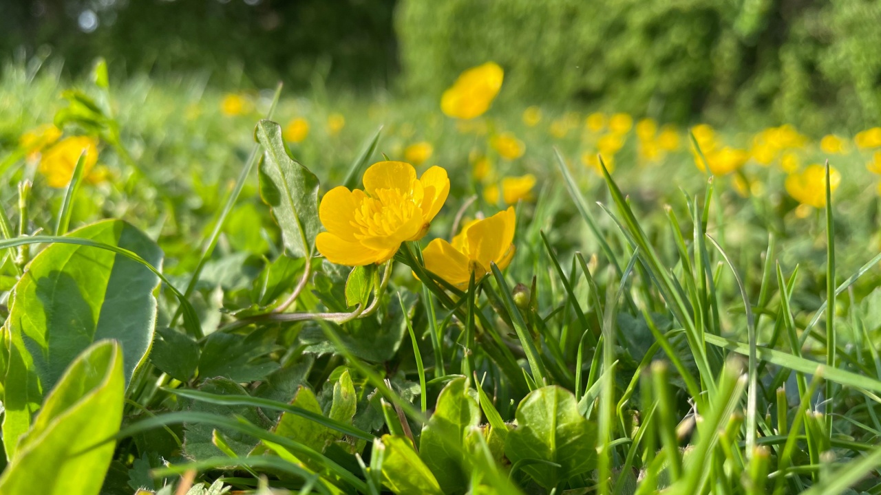 Close up of a Creeping Buttercup Fields on a Spring Day