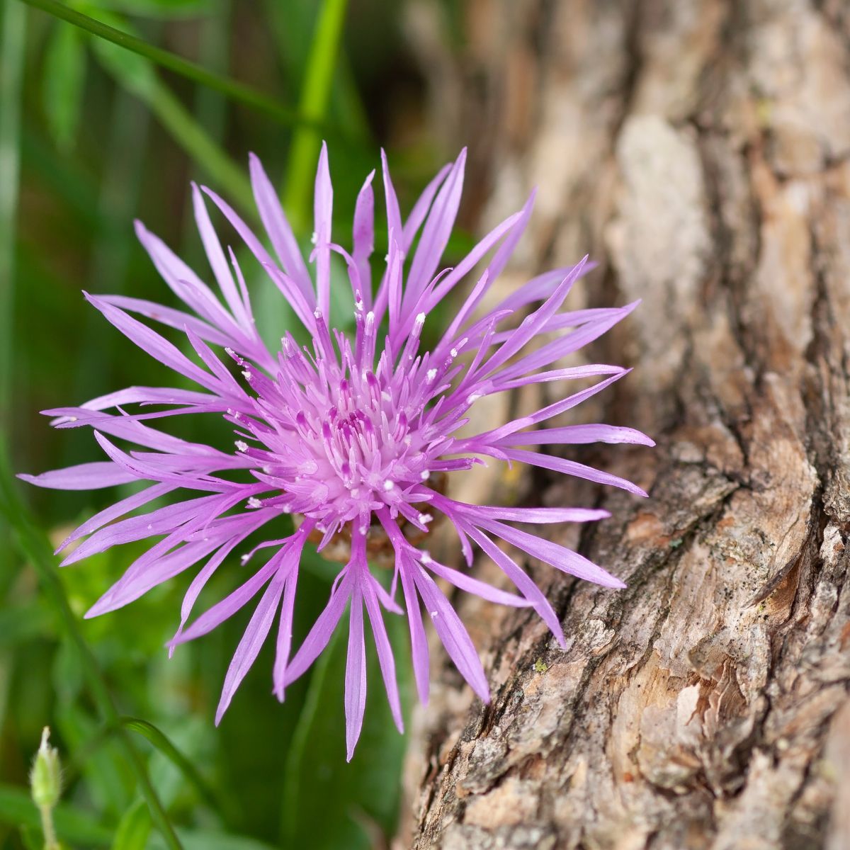 Purple flowers of Spotted knapweed.