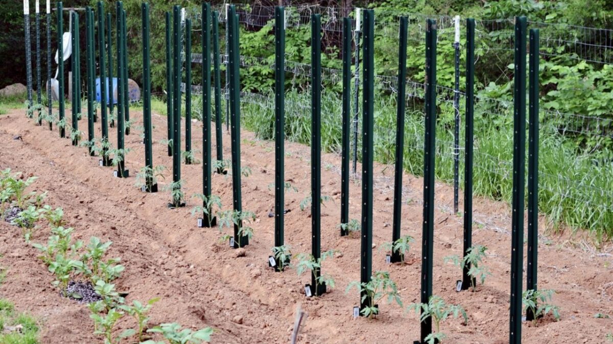The Best Way To Stake Tomato Plants Practical Tips From Experienced 