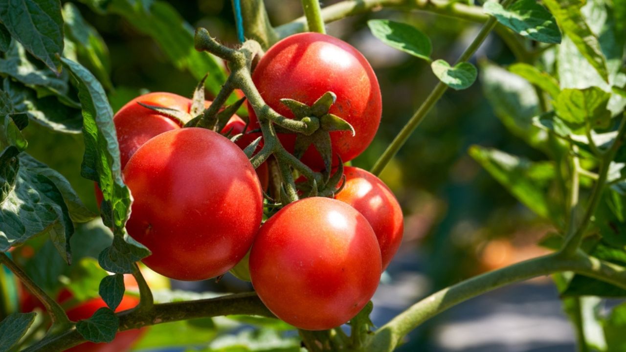 Tomatoes growing on the farm outdoors