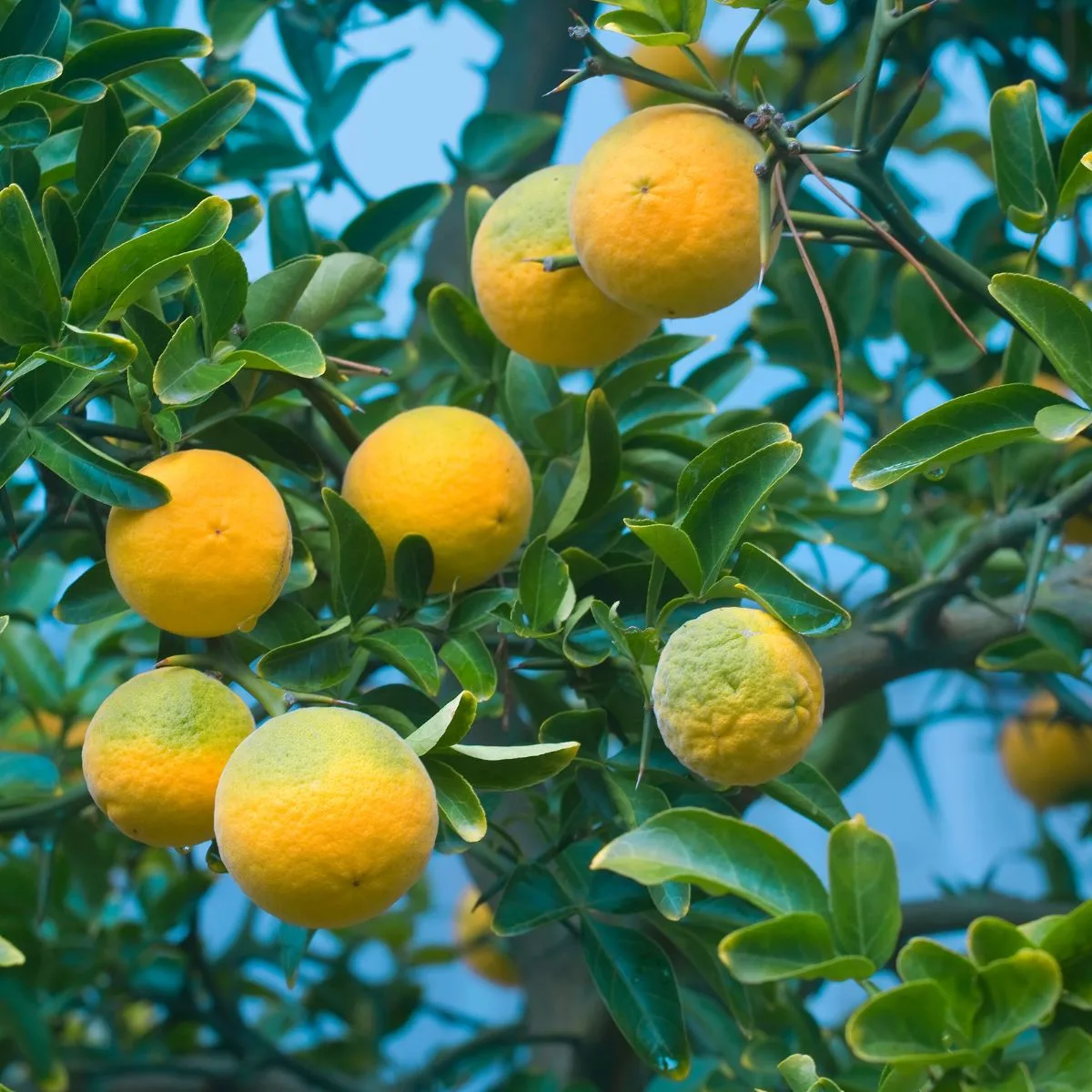 Trifoliate orange tree with fruits