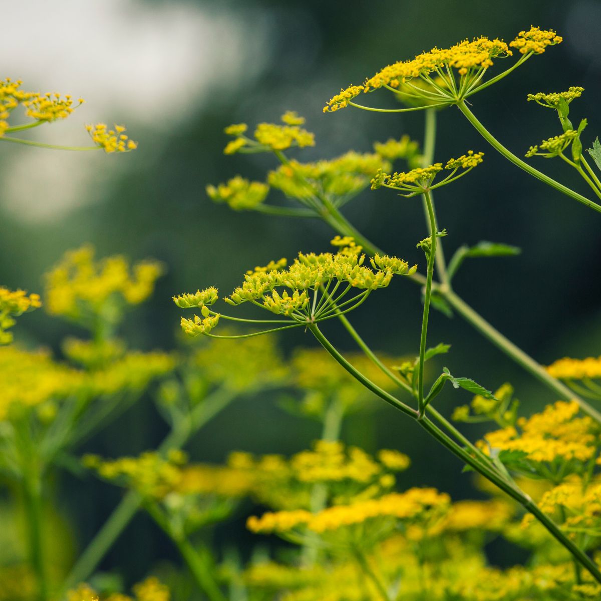 Wild parsnip flowers.