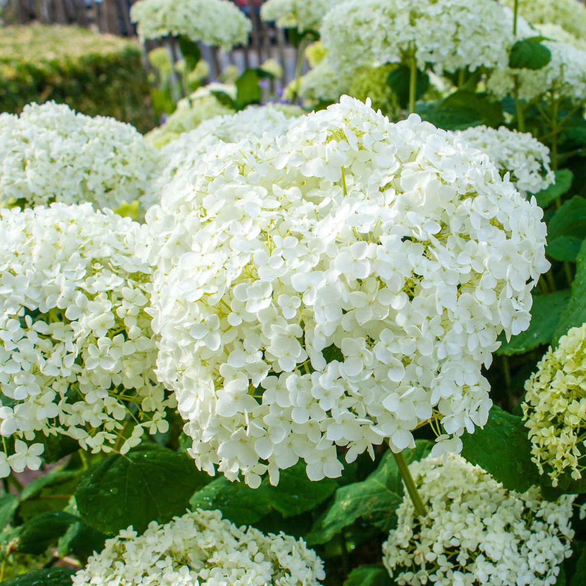 Beautiful, pristine white Annabelle hydrangea flowers.