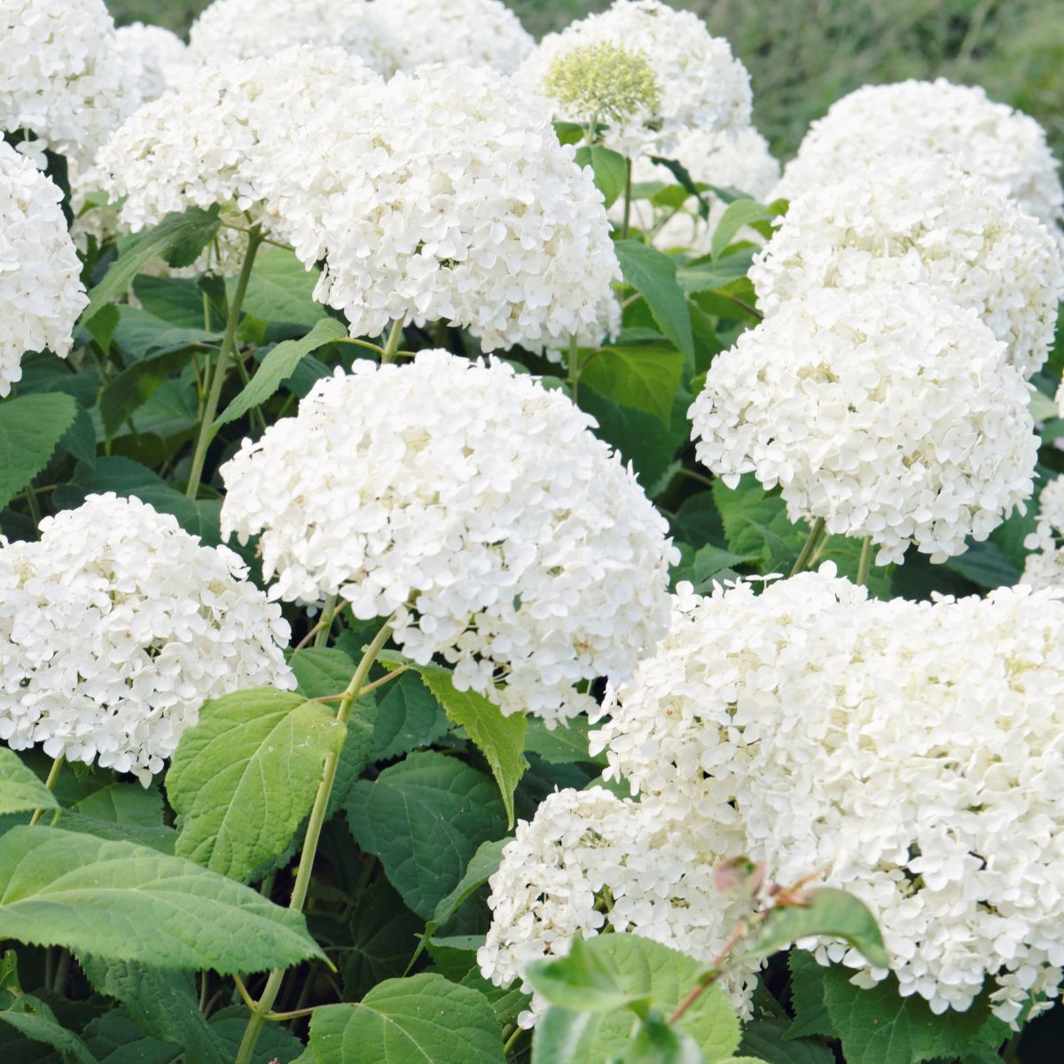 Beautiful, pristine white Annabelle hydrangea flowers. 