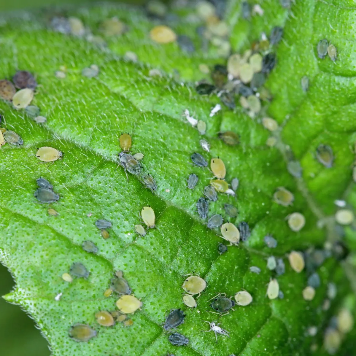 Aphids colony on a green leaf. 