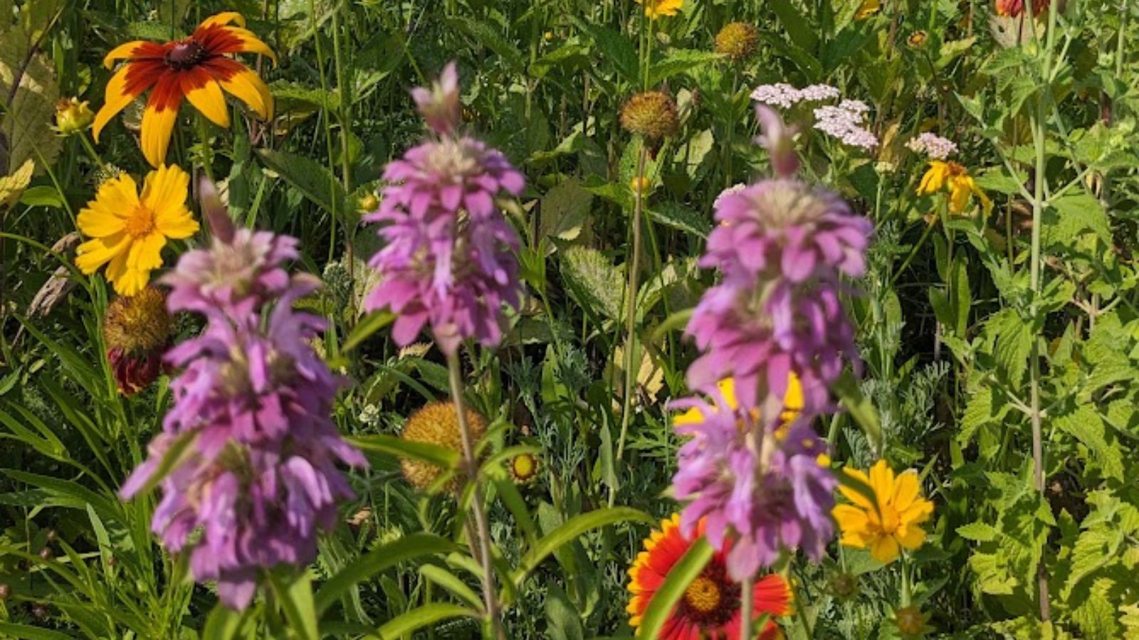 beebalm with other wildflowers: black-eyed Susans, coreopsis,, Indian blanket flowers, and more.