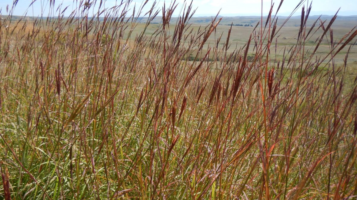 Big bluestem grass.