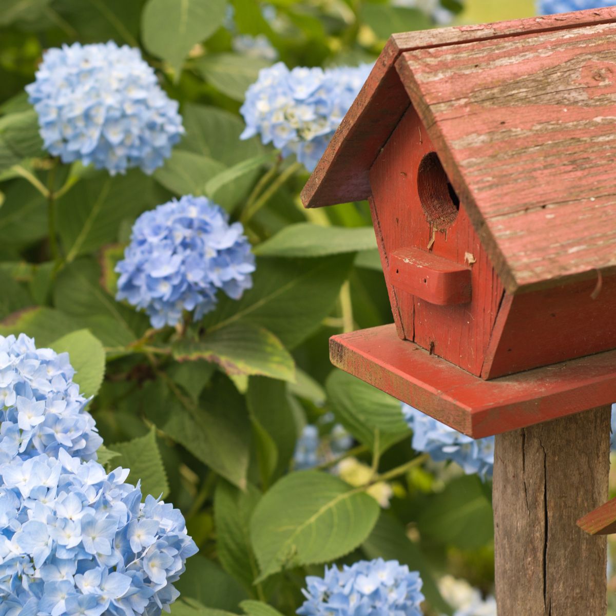 A wooden birdhouse surrounded by blue hydrangea blooms. 