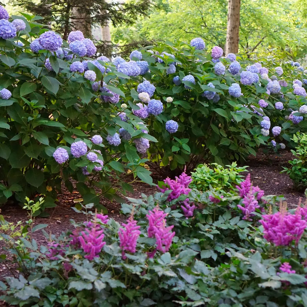 A mass of blue hydrangeas and hot pink astilbe in the woods. 