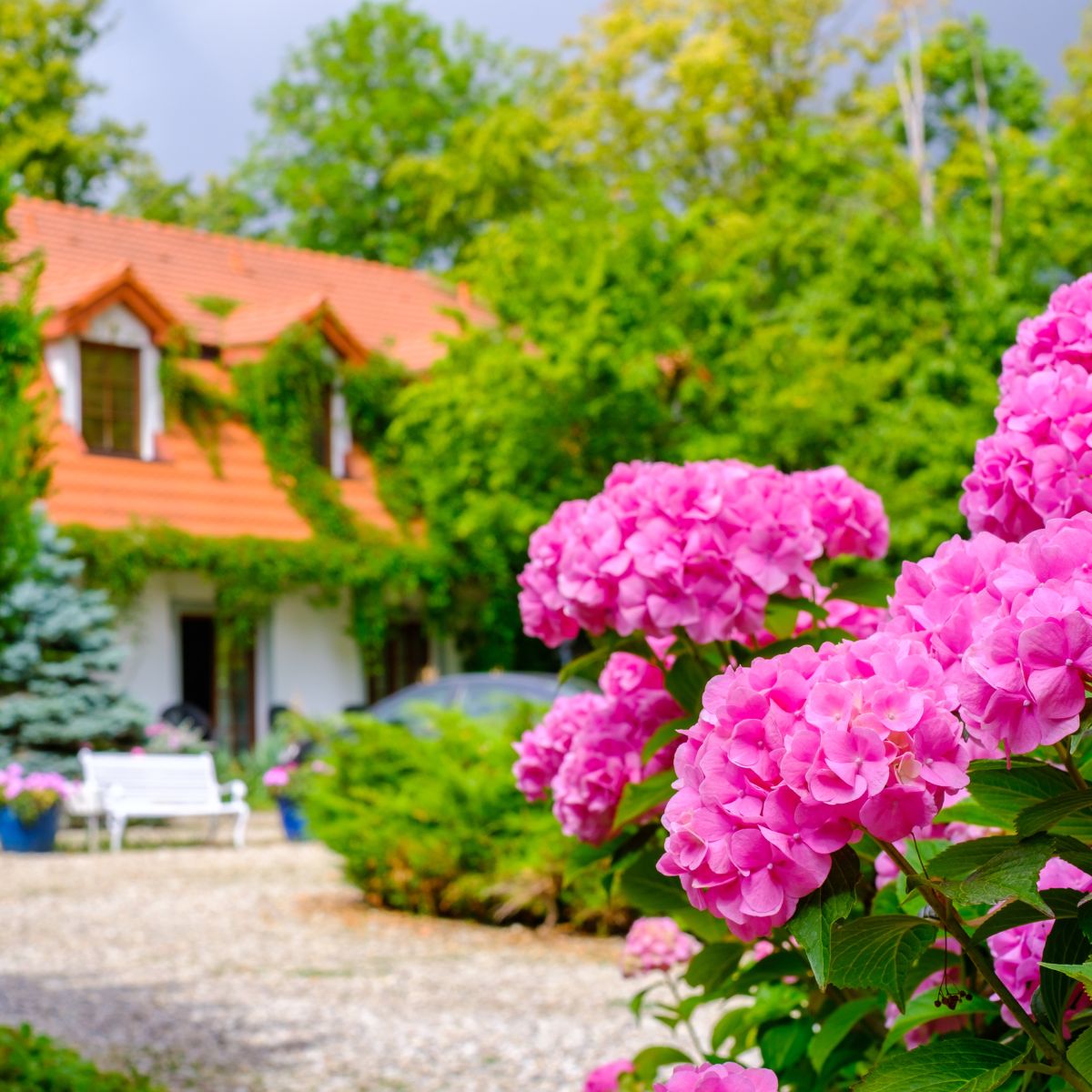 Big, bright pink hydrangeas with the house in the background.