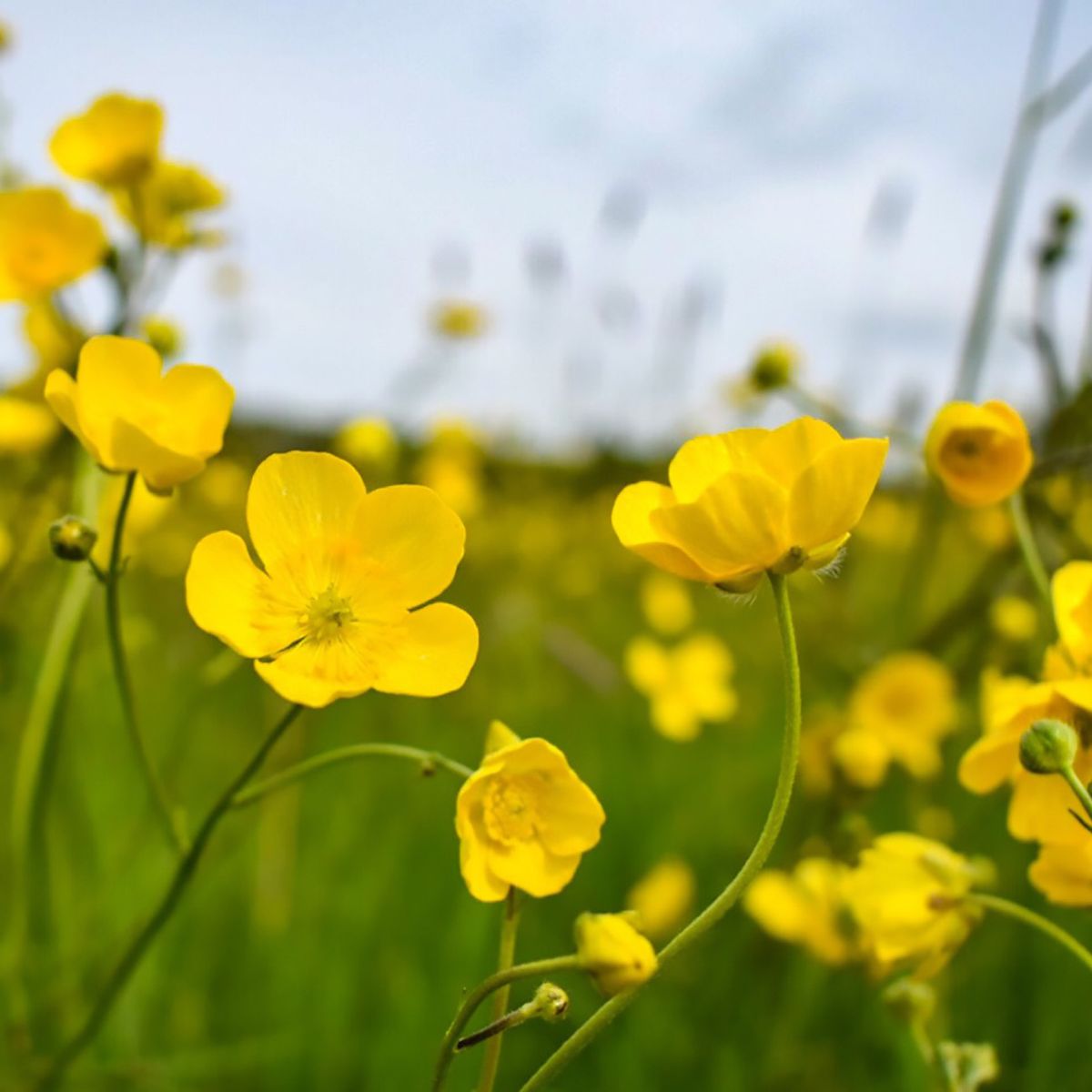 Closeup of bright yellow buttercup flowers.